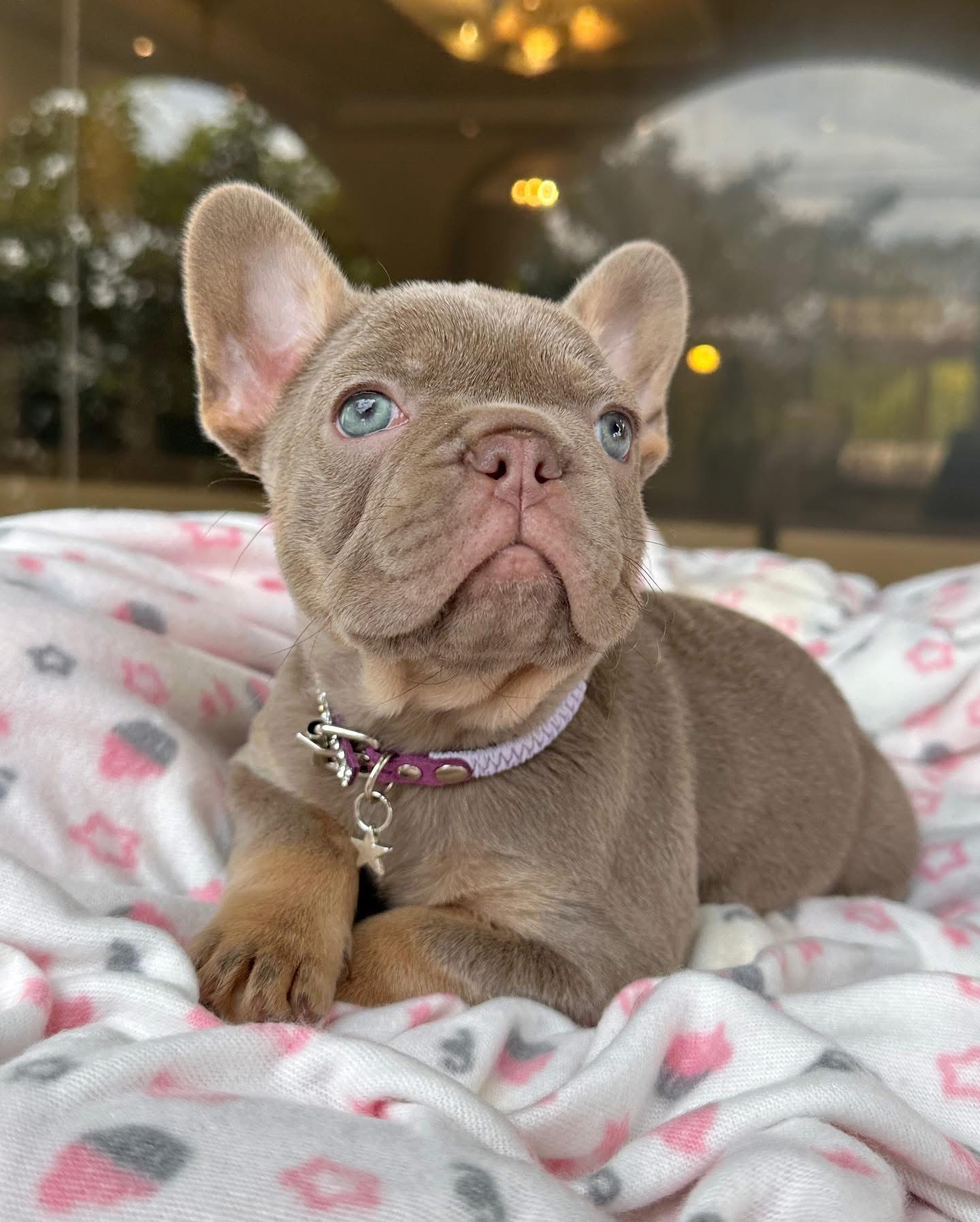 Slate - Blue French Bulldog Puppy