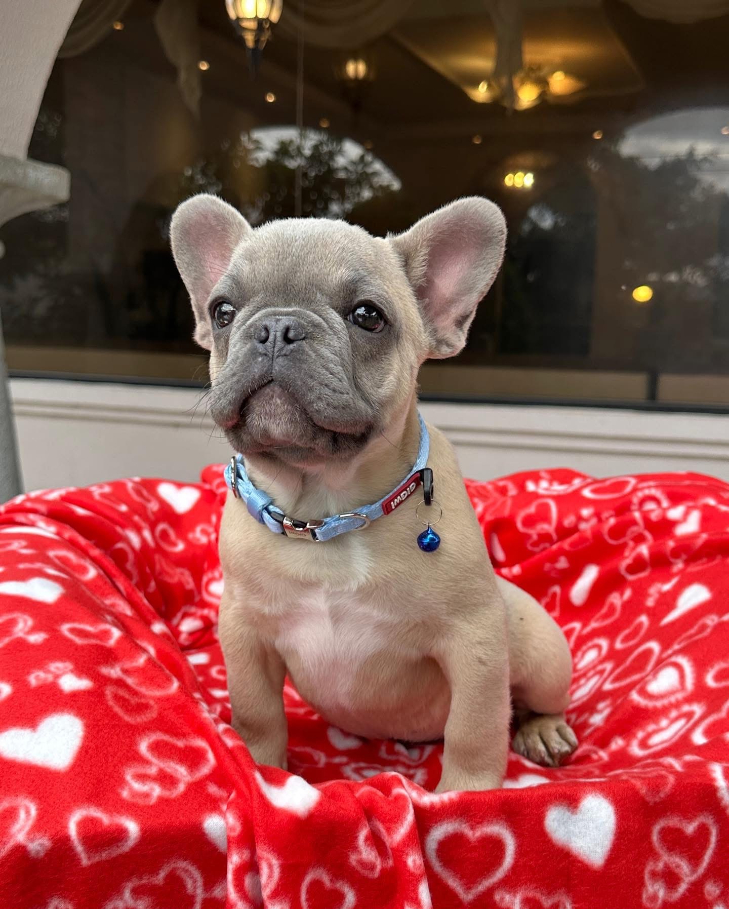 Orion - Black Merle French Bulldog Puppy