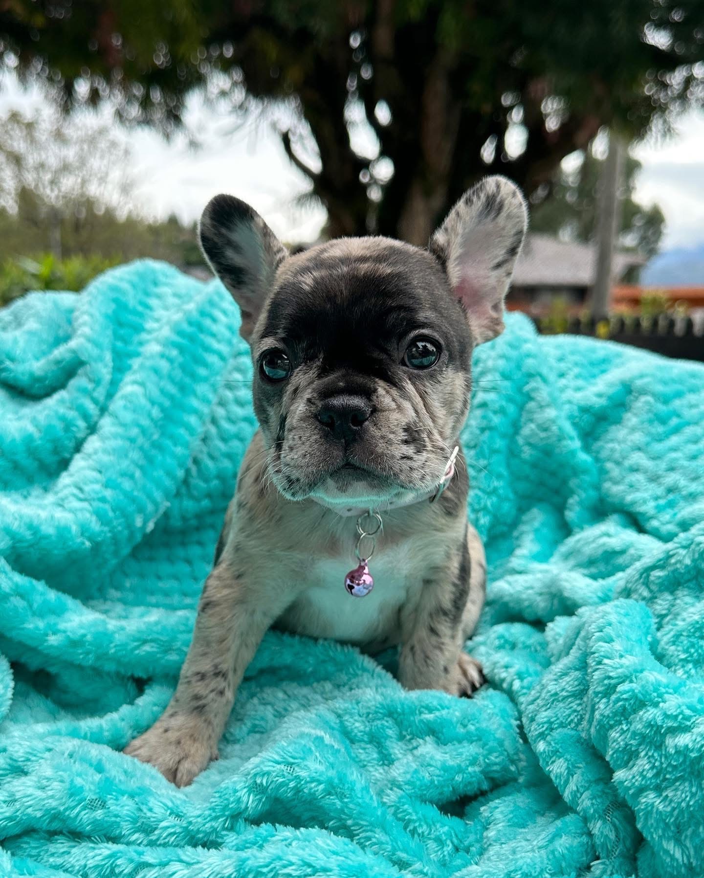 Nova - Blue Merle French Bulldog Puppy