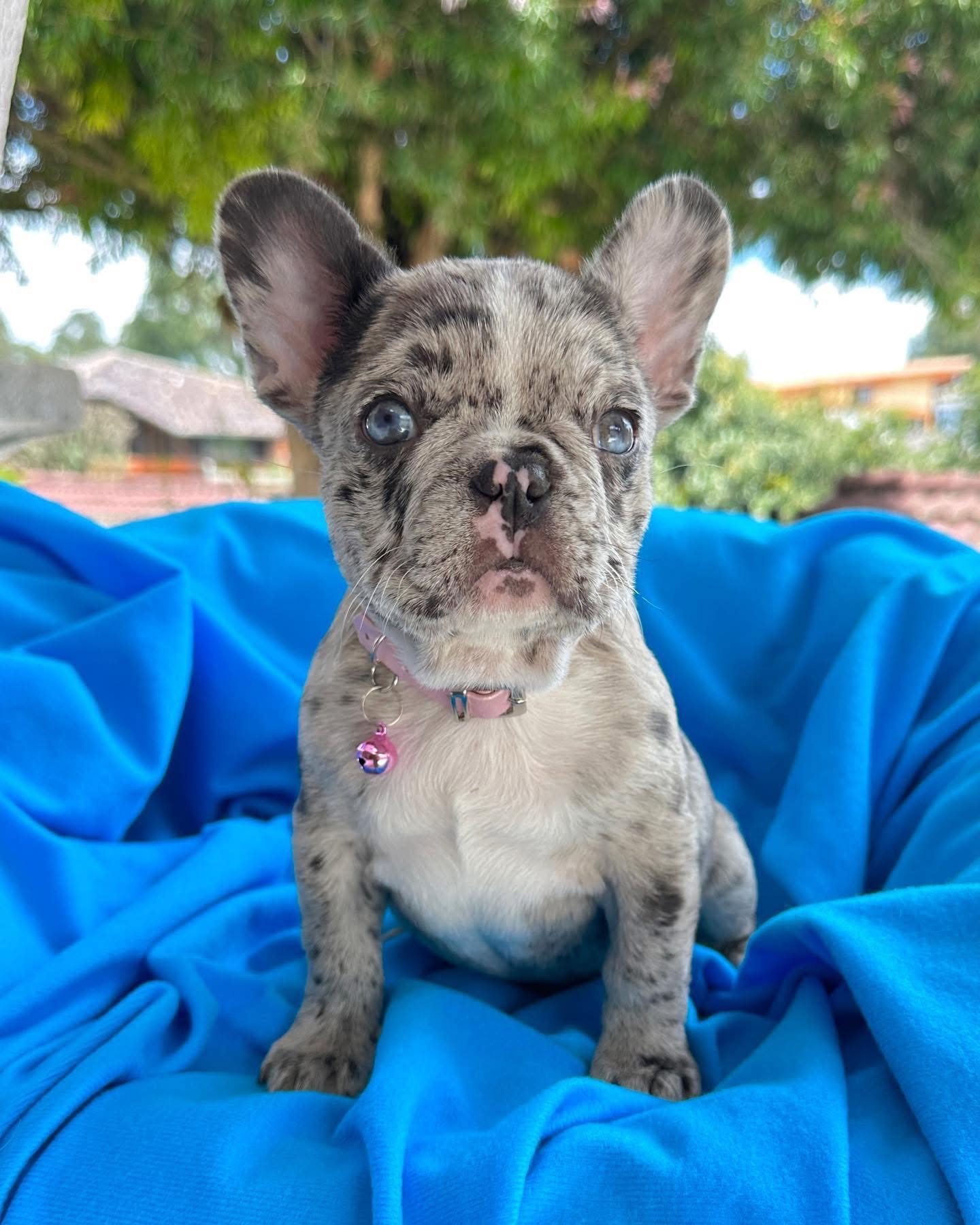 Storm - Blue Merle French Bulldog Puppy
