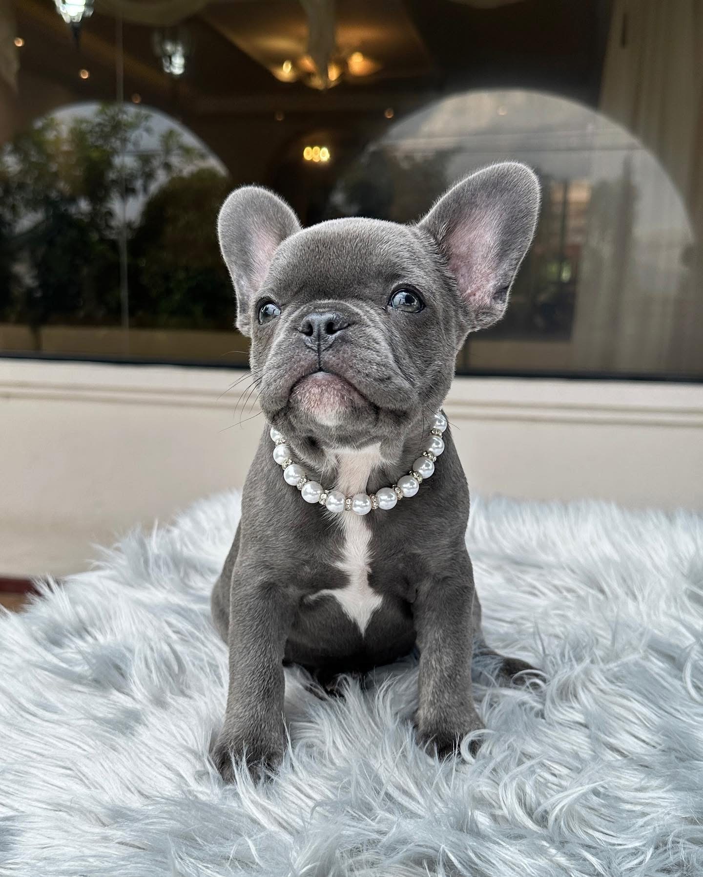 Titan - Fawn French Bulldog Puppy