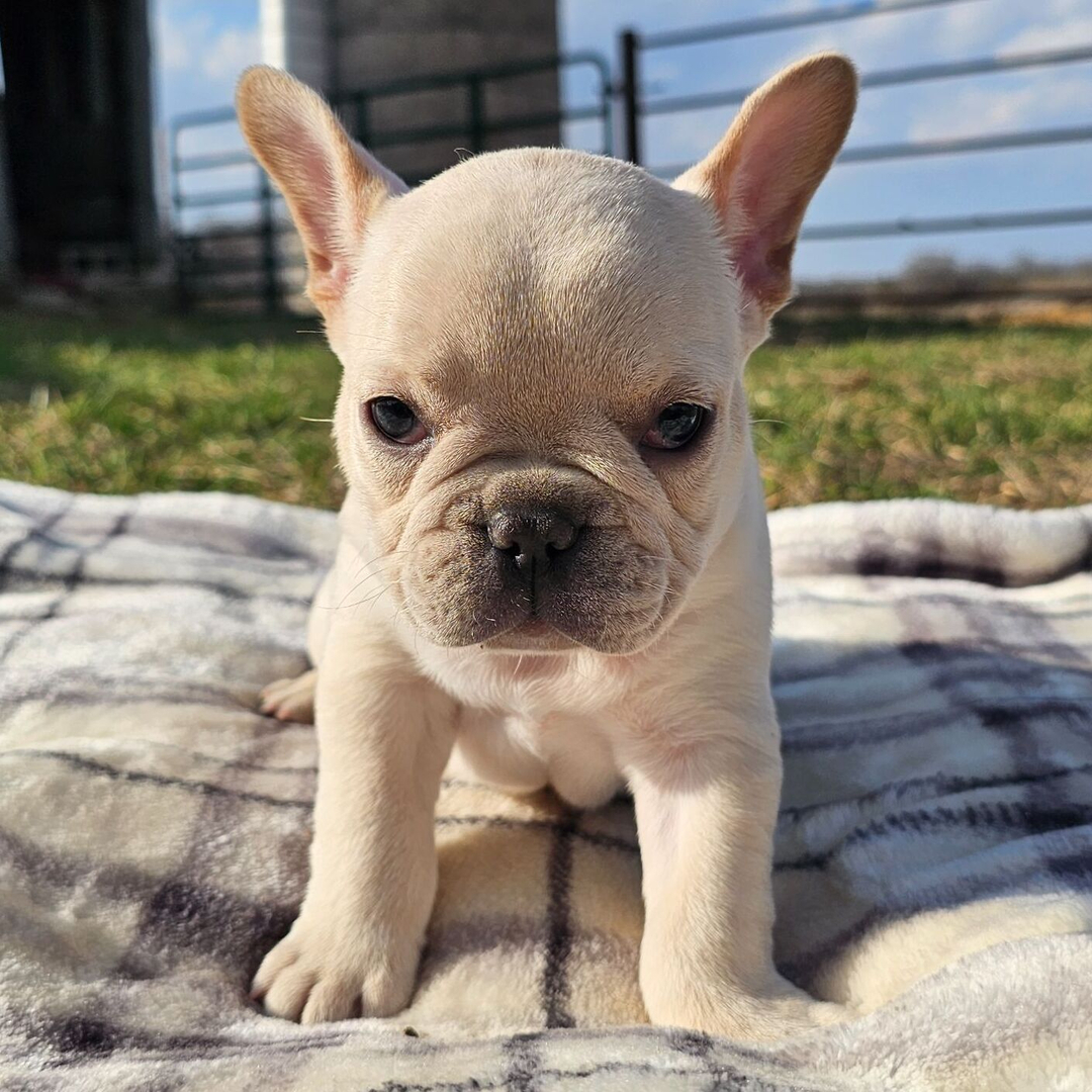 Luna - Lilac Merle French Bulldog Puppy