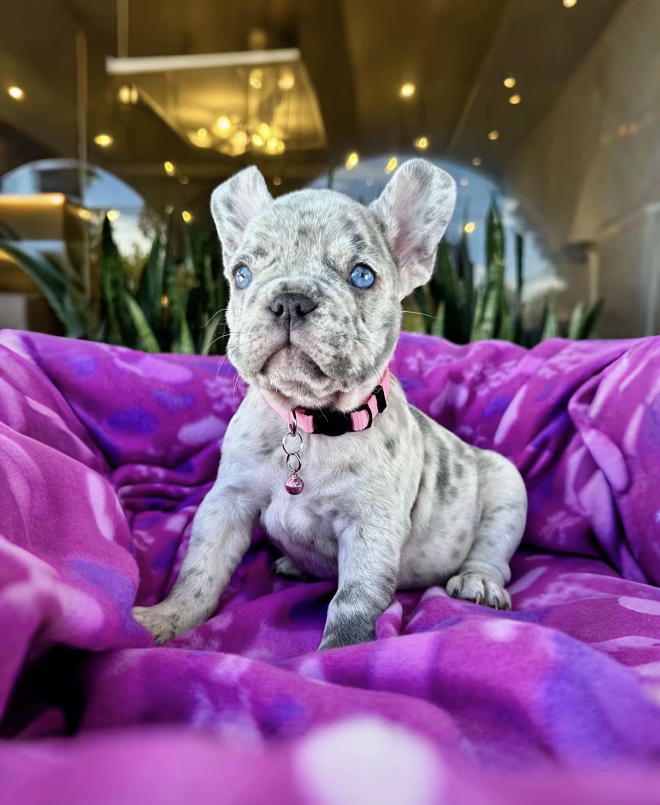Asher - Cream French Bulldog Puppy