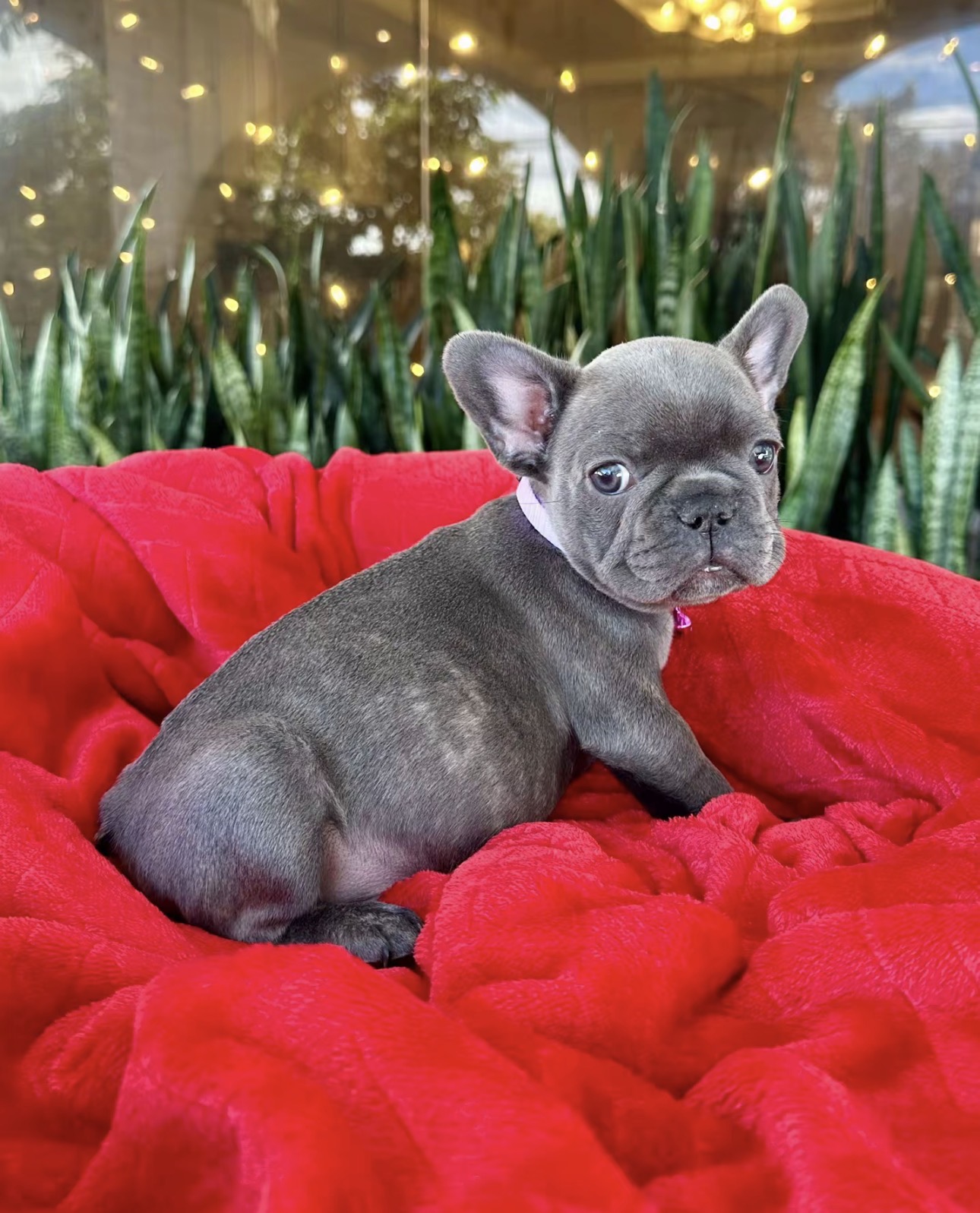 Rosie - Lilac Fawn French Bulldog Puppy