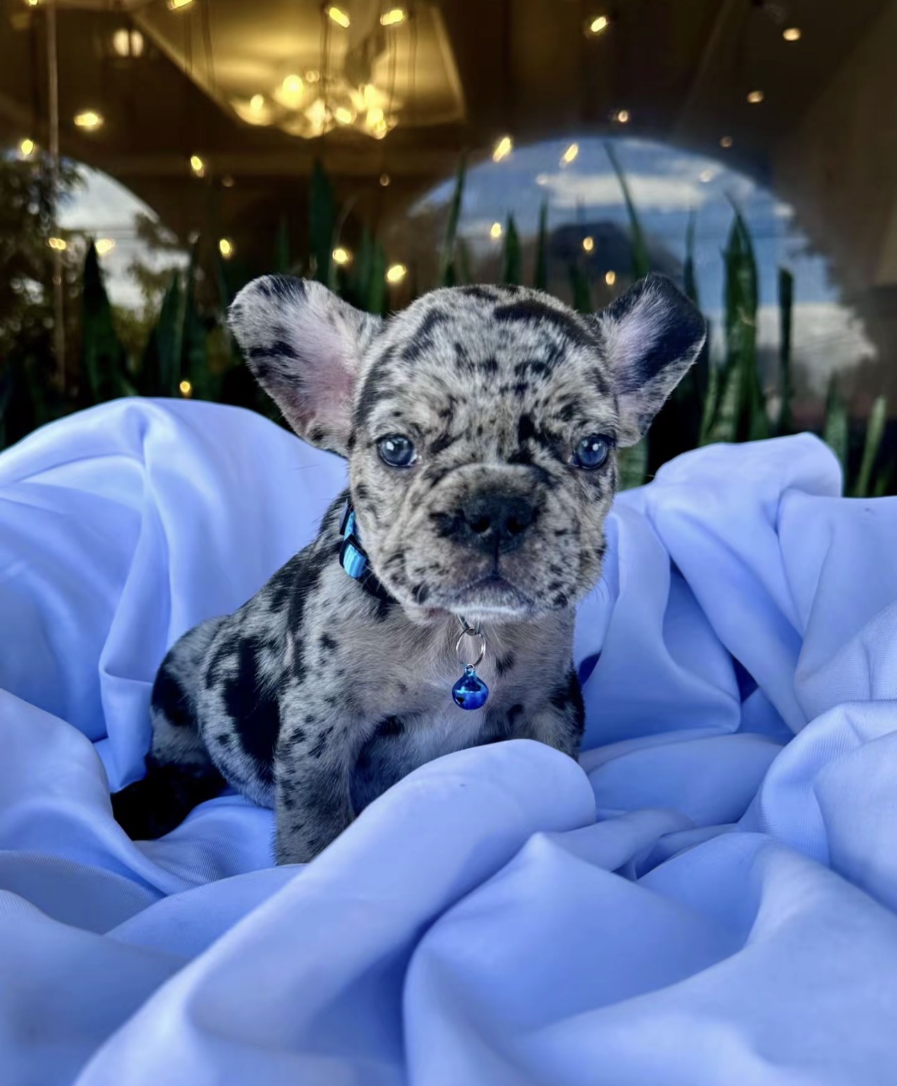 Violet - Lilac Fawn French Bulldog Puppy