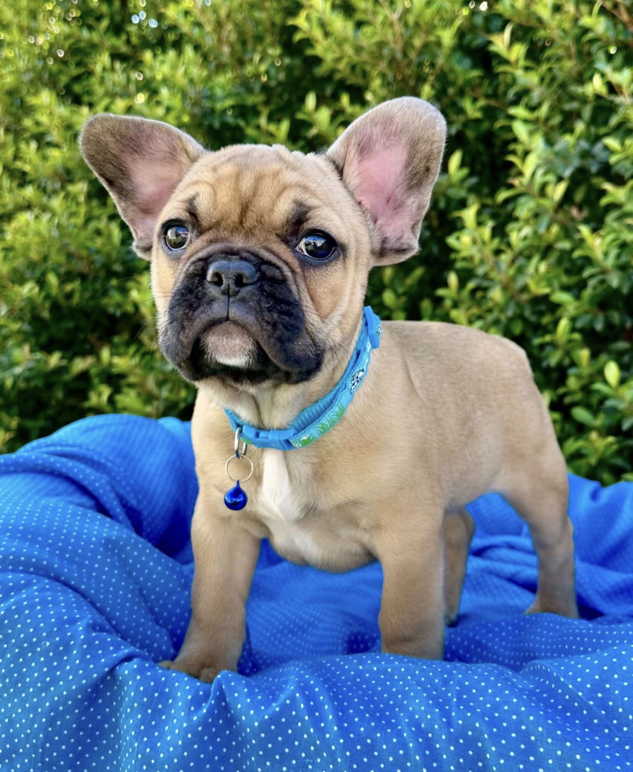 Pearl - Blue French Bulldog Puppy